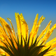 Image for article titled How flowers completely changed Earth's weather 100 million years ago
